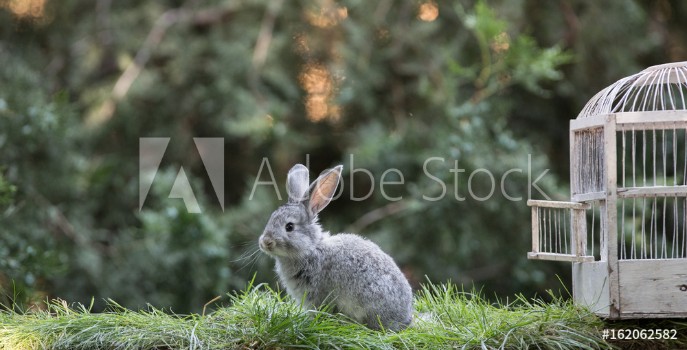 Picture of Little hare on the lawn a rabbit in a cage